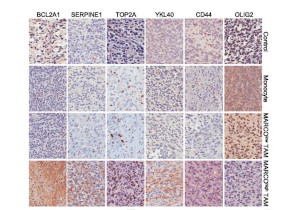 Tumor Associated Macrophages