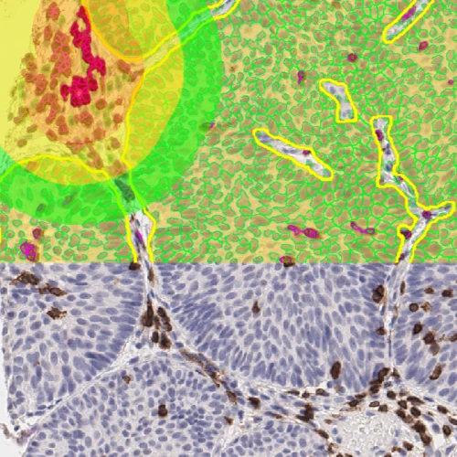 Dynamic Content Image