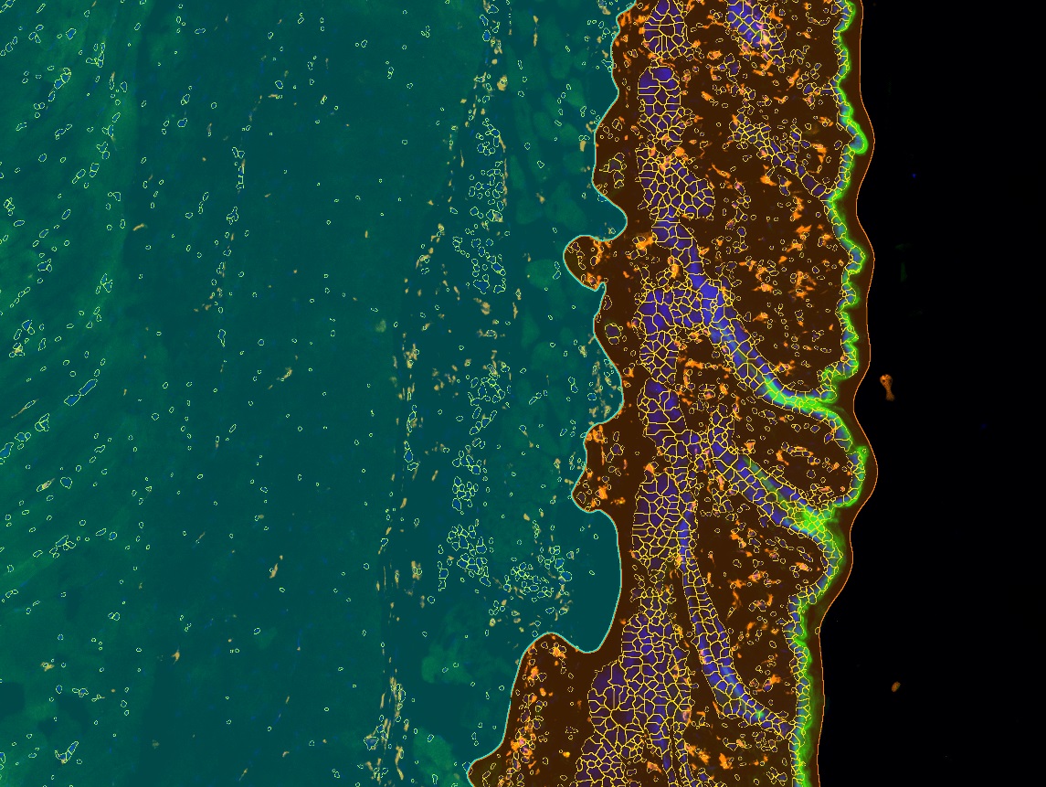 Dynamic Content Image