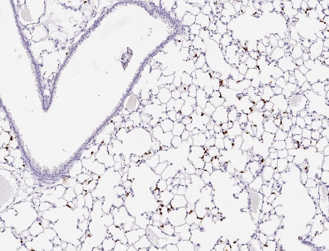 Dynamic Content Image