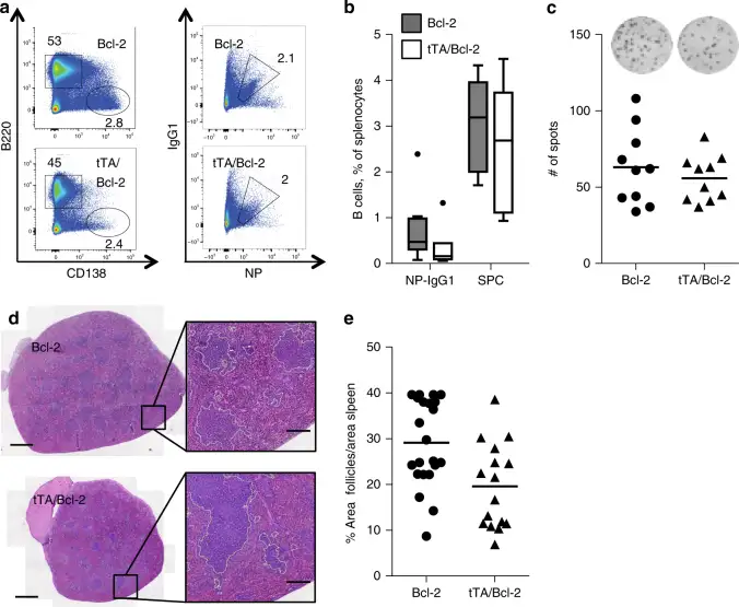 Dynamic Content Image