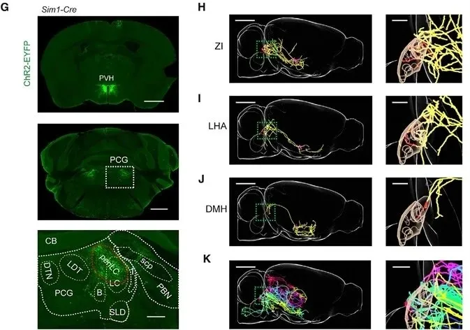 Dynamic Content Image