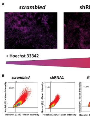 P2X7 receptor isoform B is a key drug resistance mediator for neuroblastoma