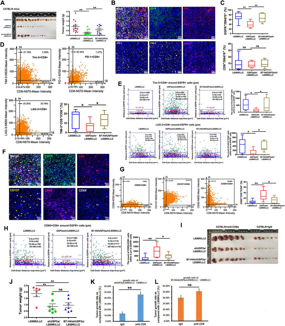 WP USP2a lung cancer min