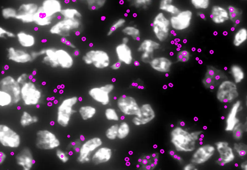 Dynamic Content Image