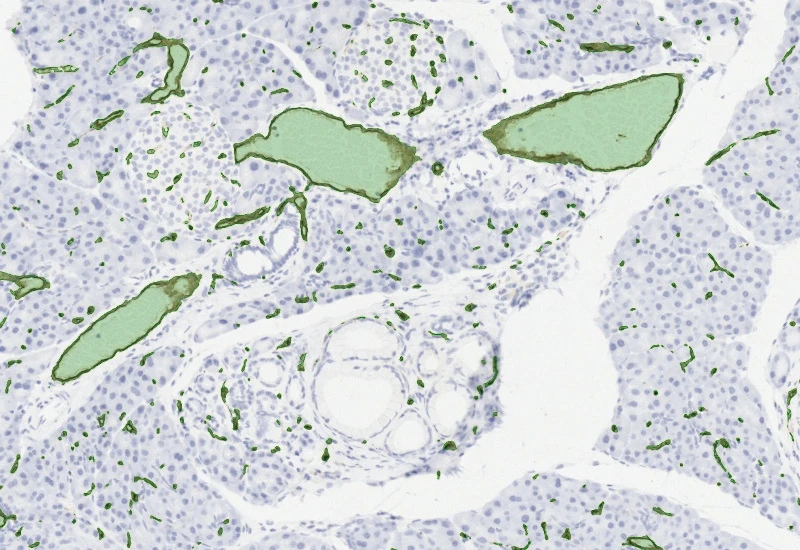 Dynamic Content Image