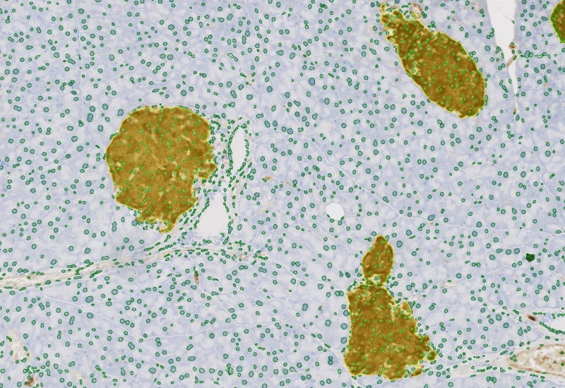 Dynamic Content Image