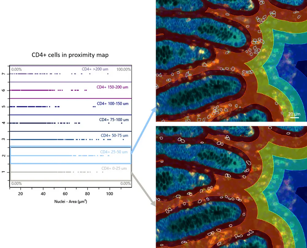 CD4 distance map figure min