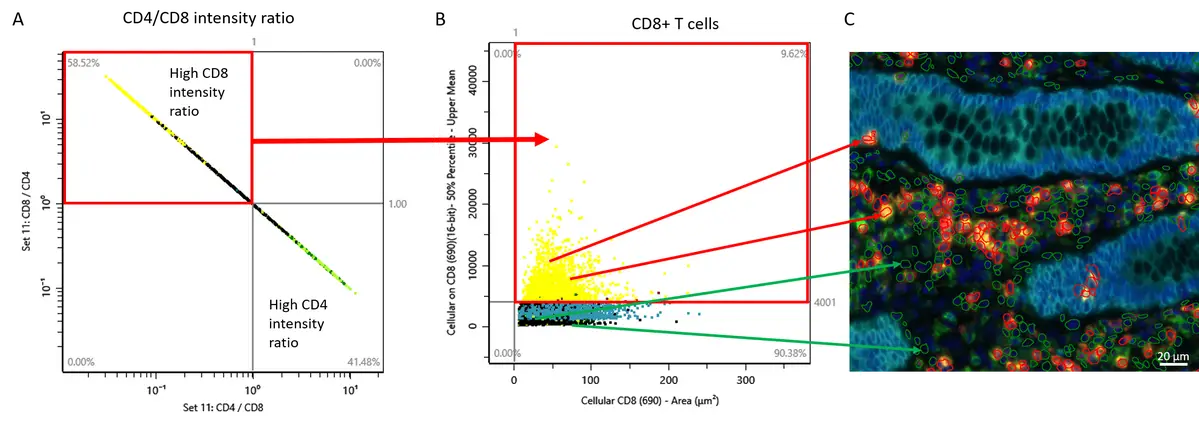 Selection of CD8 T cells min